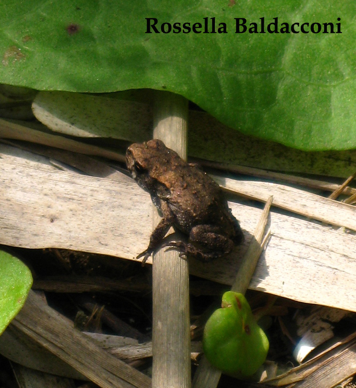 Piccoli rospi - Bufo bufo